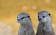 Asian small-clawed otter (Aonyx cinerea)